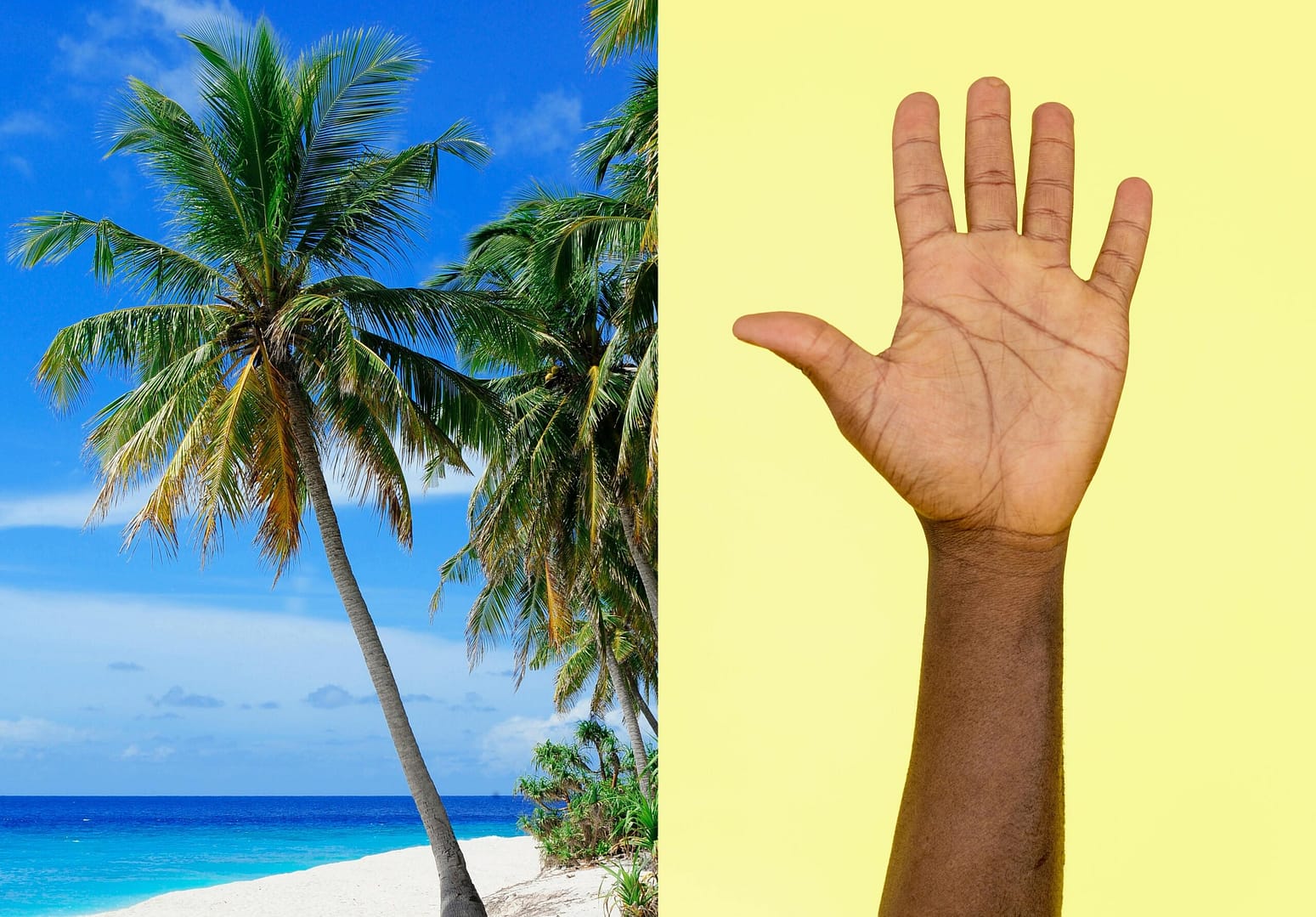 palm hand and tree double meaning quiz