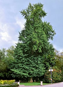 ginkgo biloba tree