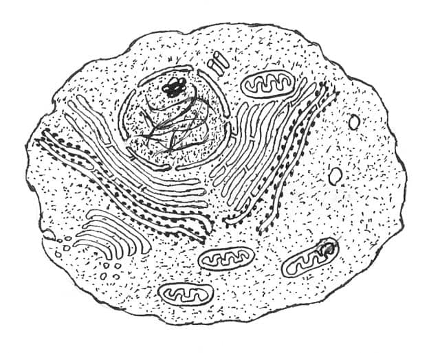 animal-cell