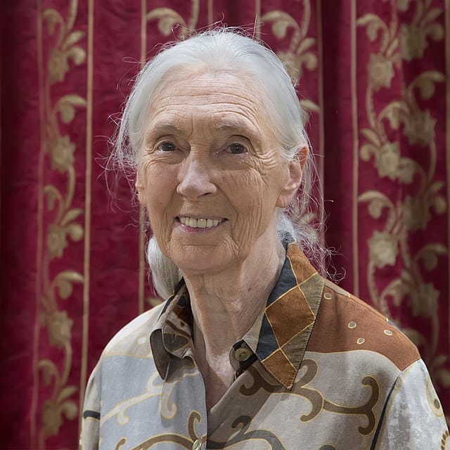 jane goodall ethology