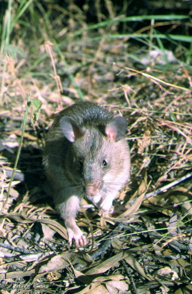 Giant African Rat quiz